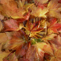 Buy canvas prints of Autumn leaf Collage by Simon Johnson
