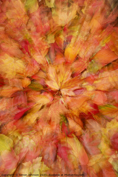  autumn leaf collage Picture Board by Simon Johnson
