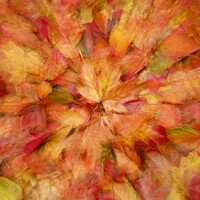 Buy canvas prints of  autumn leaf collage by Simon Johnson