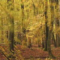 Buy canvas prints of Autumn breeze by Simon Johnson