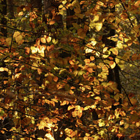 Buy canvas prints of Sunlit Beech Leaves by Simon Johnson