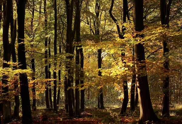 Sunlit autumn Woodland  Picture Board by Simon Johnson