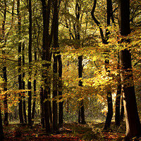 Buy canvas prints of Sunlit autumn Woodland  by Simon Johnson