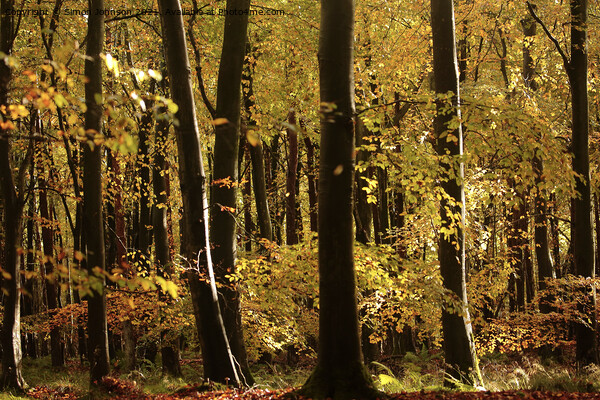 Sunlit autumn woodland  Picture Board by Simon Johnson