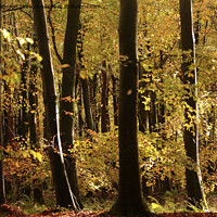 Buy canvas prints of Sunlit autumn woodland  by Simon Johnson