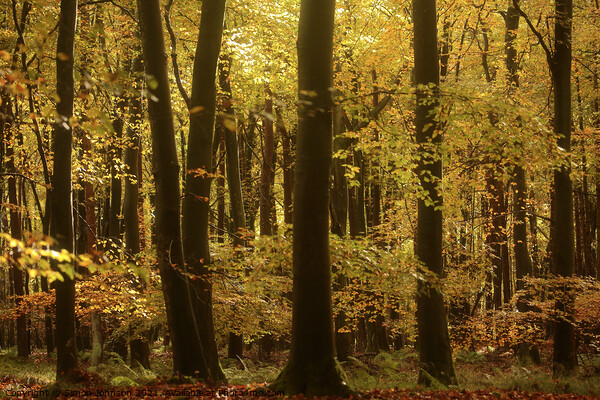sunlit Beech woodland Autumn Picture Board by Simon Johnson