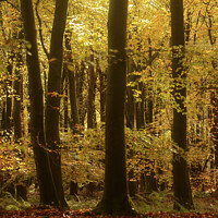 Buy canvas prints of sunlit Beech woodland Autumn by Simon Johnson