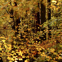 Buy canvas prints of Sunlit wind blown autumn leaves by Simon Johnson