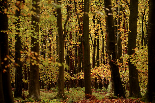 Beech woodland autumn Picture Board by Simon Johnson