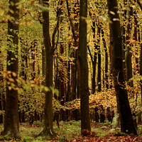 Buy canvas prints of Beech woodland autumn by Simon Johnson