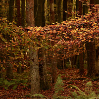 Buy canvas prints of Autumn leaves  by Simon Johnson