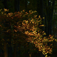 Buy canvas prints of wind blown sunlit leaves by Simon Johnson