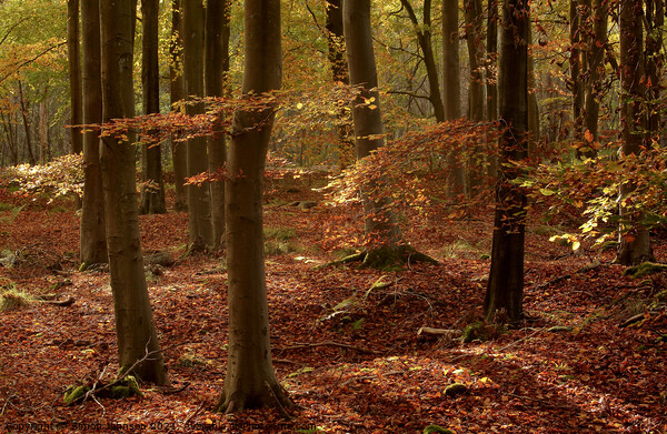 Sunlit autumn woodland Picture Board by Simon Johnson