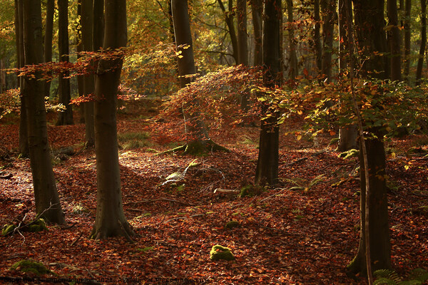 sunlit Beech woodland Picture Board by Simon Johnson