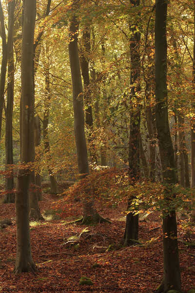 Autumn Beech woodland Picture Board by Simon Johnson
