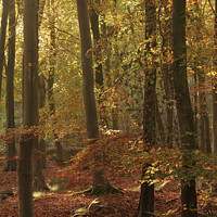 Buy canvas prints of Autumn Beech woodland by Simon Johnson