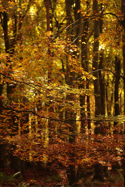 Sunlit autumn woodland Picture Board by Simon Johnson