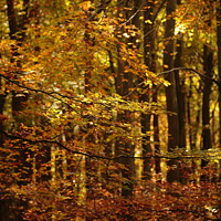Buy canvas prints of Sunlit autumn woodland by Simon Johnson