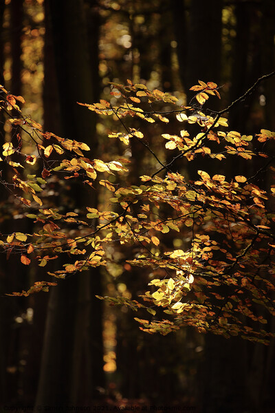 Golden sunlit leaves Picture Board by Simon Johnson