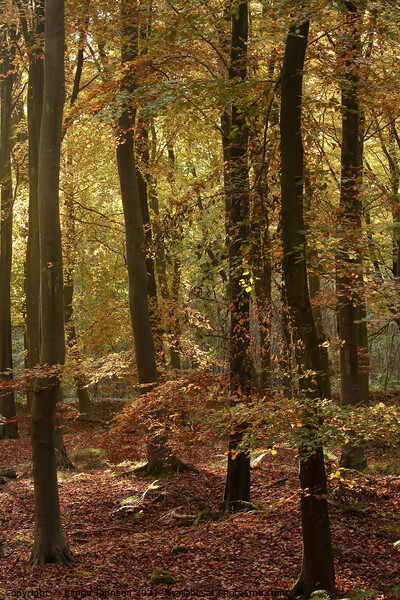 sunlit beech woodland Picture Board by Simon Johnson