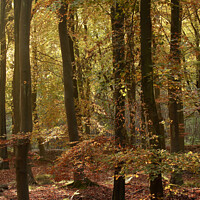 Buy canvas prints of sunlit beech woodland by Simon Johnson