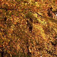 Buy canvas prints of Autumn gold by Simon Johnson