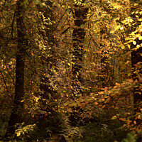 Buy canvas prints of Sunlit autumn leaves  by Simon Johnson