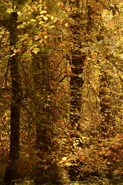 sunlit autumn woodland Picture Board by Simon Johnson