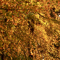 Buy canvas prints of Sunlit autumn leaves by Simon Johnson