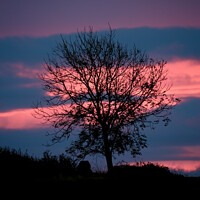 Buy canvas prints of Tree and sunrise cloud by Simon Johnson