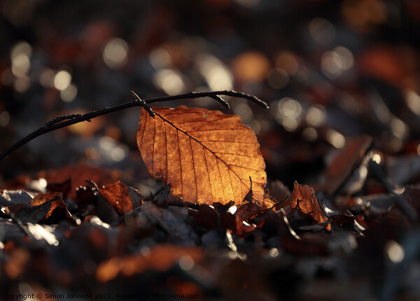 sunlit Beech leaf Picture Board by Simon Johnson