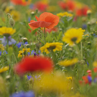 Buy canvas prints of Poppy and meadow flowers by Simon Johnson