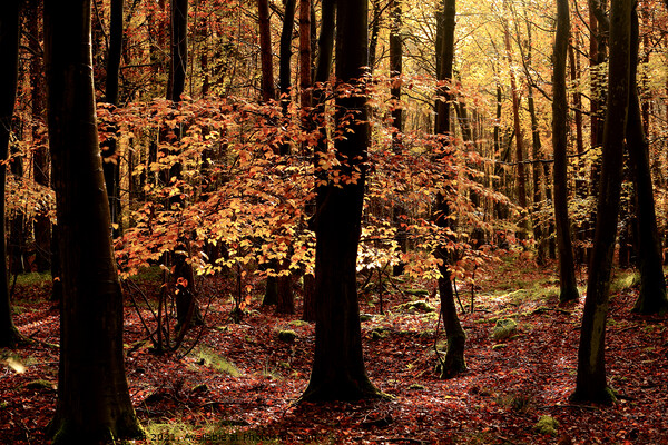 Autumn woodland Picture Board by Simon Johnson