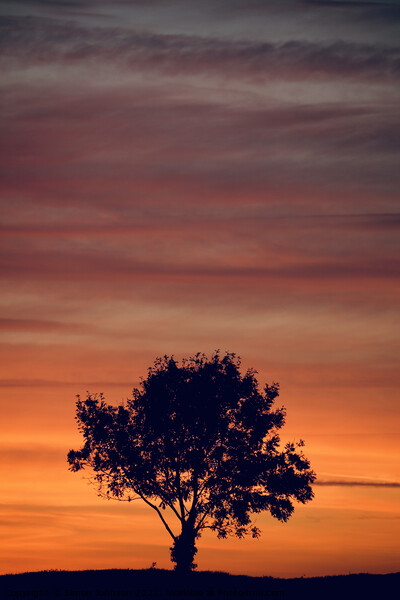 sunset clouds  and tree Silhouette   Picture Board by Simon Johnson