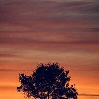 Buy canvas prints of sunset clouds  and tree Silhouette   by Simon Johnson