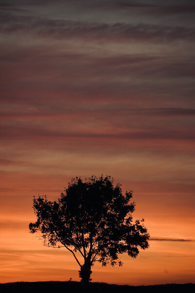 sunset sky and tree silhouette  Picture Board by Simon Johnson