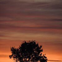 Buy canvas prints of sunset sky and tree silhouette  by Simon Johnson