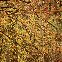 Buy canvas prints of Autumn lea es by Simon Johnson