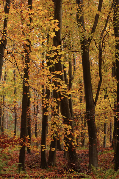 Autumn Woodland  colours  Picture Board by Simon Johnson