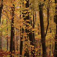 Buy canvas prints of Autumn Woodland  colours  by Simon Johnson