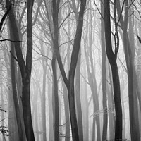 Buy canvas prints of The Y trees by Simon Johnson