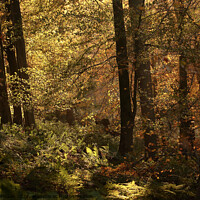Buy canvas prints of Autumn colour by Simon Johnson