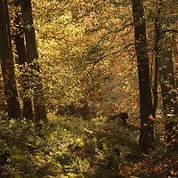 Buy canvas prints of sunlit autumn Woodland by Simon Johnson