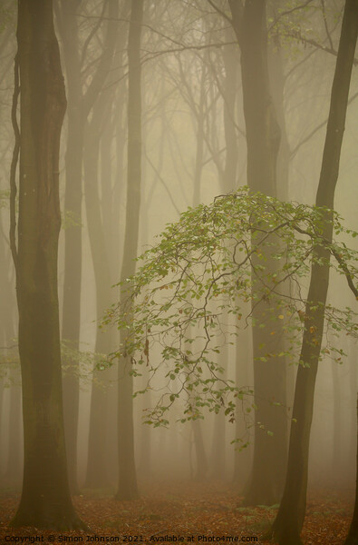 Misty woodland Picture Board by Simon Johnson