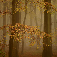 Buy canvas prints of Woodland Mist by Simon Johnson