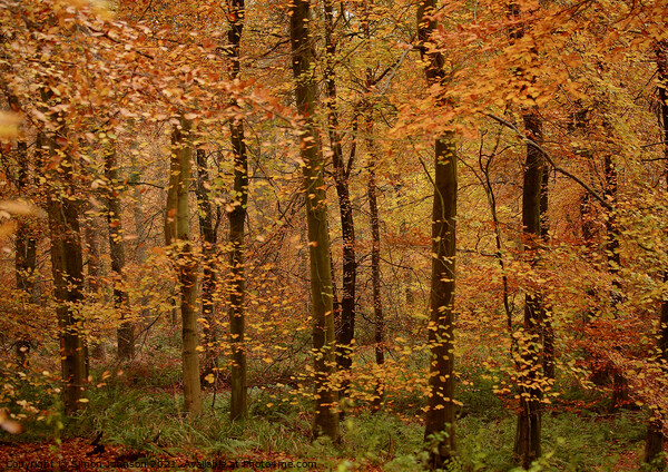 Beech Woodland Picture Board by Simon Johnson