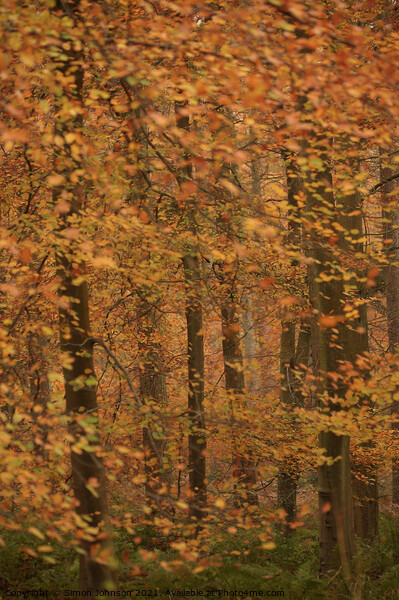 Autumn Colour Picture Board by Simon Johnson