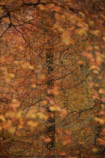 Autumn colour Picture Board by Simon Johnson