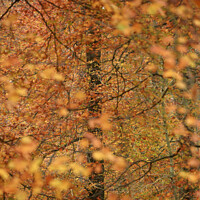 Buy canvas prints of Autumn colour by Simon Johnson