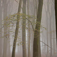 Buy canvas prints of Woodland architecture by Simon Johnson